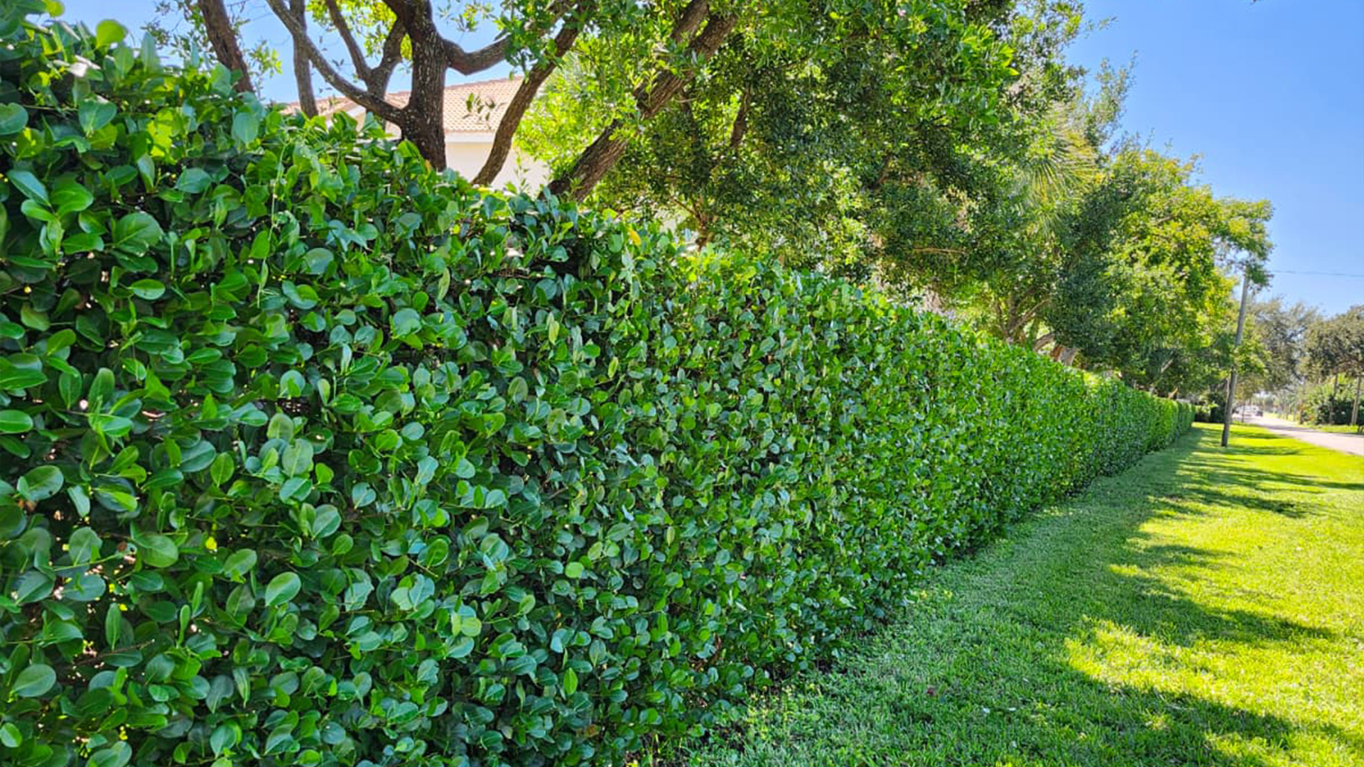 Landscaping in Palm Springs FL