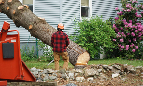Tree trimming and pruning services