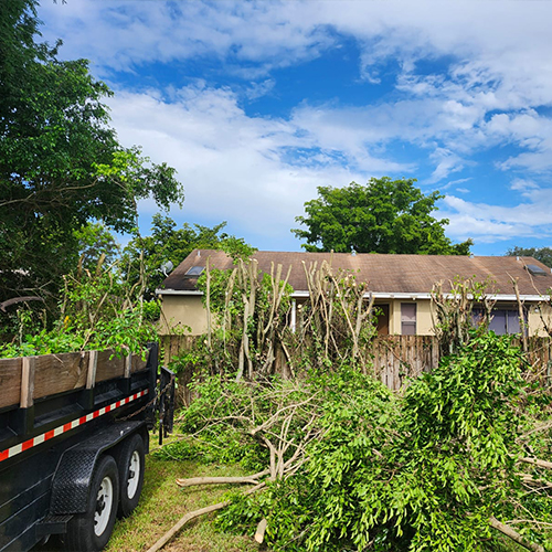 Image of Tree Trimming service
